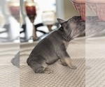 Small Photo #7 French Bulldog Puppy For Sale in HILTON, NY, USA