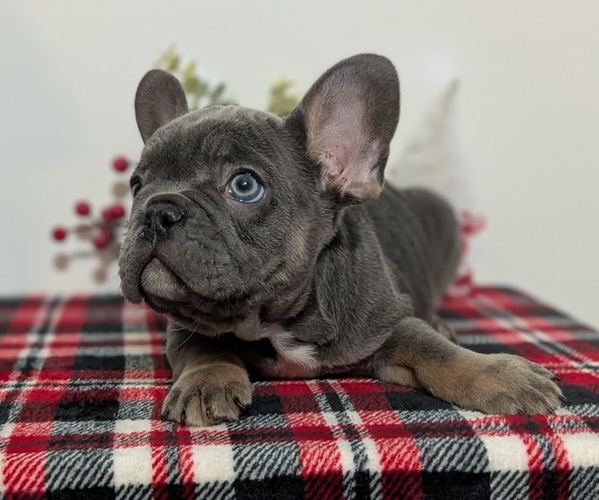 Medium Photo #5 French Bulldog Puppy For Sale in GOSHEN, IN, USA