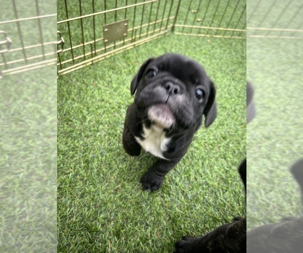 Medium Photo #18 French Bulldog Puppy For Sale in JOLIET, IL, USA