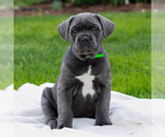Small #2 Cane Corso