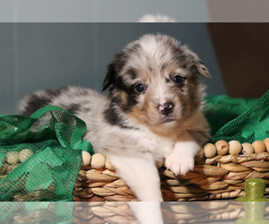 Welsh Cardigan Corgi Dog for Adoption in CHETOPA, Kansas USA