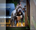 Small Photo #12 American Bully Puppy For Sale in PALMDALE, CA, USA
