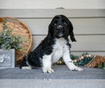 Small #2 Cocker Spaniel