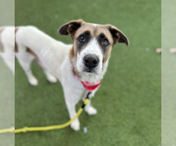 Medium Photo #2 Pointer-Unknown Mix Puppy For Sale in Las Vegas, NV, USA