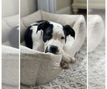 Small American Staffordshire Terrier
