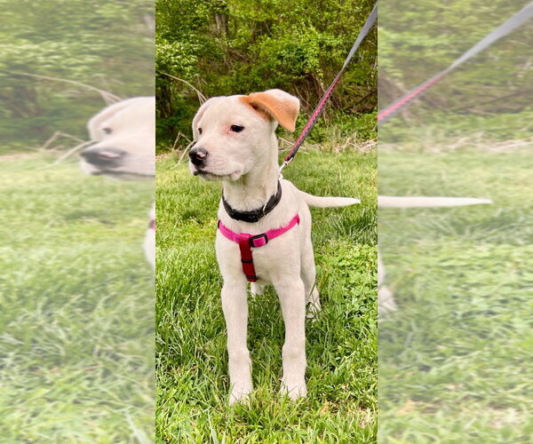 Medium Photo #3 Labrador Retriever-Unknown Mix Puppy For Sale in Lawrenceville, NJ, USA