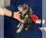 Small #29 Schnauzer (Miniature)