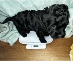 Small Photo #13 Cockapoo (Miniature) Puppy For Sale in GREENTOWN, IN, USA