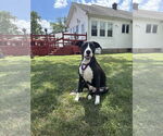 Small #5 American Pit Bull Terrier-Labrador Retriever Mix