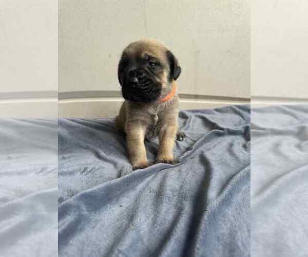 Medium Photo #1 Mastiff Puppy For Sale in ONEIDA, TN, USA