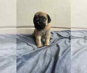 Medium Mastiff