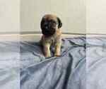 Puppy Orange Mastiff