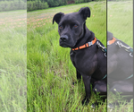 Small #3 American Pit Bull Terrier-Labrador Retriever Mix