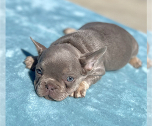 French Bulldog Puppy for sale in TULSA, OK, USA
