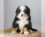 Small Bernese Mountain Dog