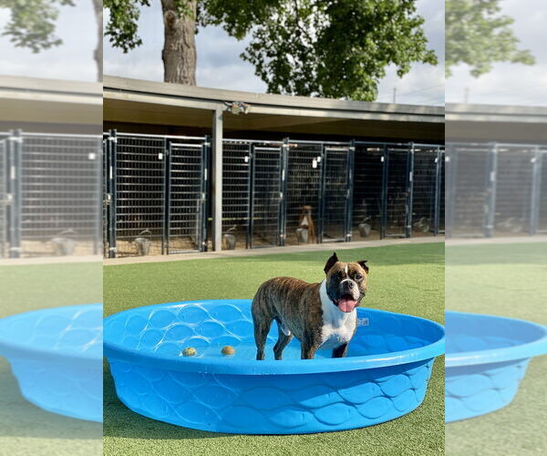 Medium Photo #5 Boxer Puppy For Sale in Austin, TX, USA