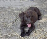 Small Photo #16 Labrador Retriever Puppy For Sale in RAYMOND, IL, USA