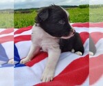 Small Photo #87 Border Collie Puppy For Sale in NORBORNE, MO, USA