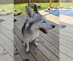 Small #7 Siberian Husky Mix
