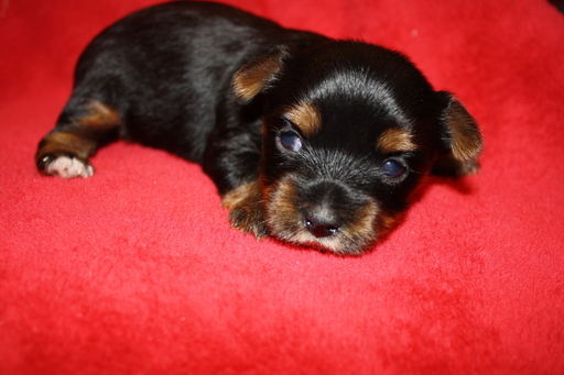 Medium Photo #4 Yorkshire Terrier Puppy For Sale in PLANT CITY, FL, USA