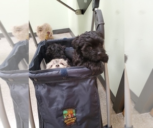 Havanese Litter for sale in KNOXVILLE, TN, USA