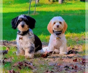 Schweenie Litter for sale in BOWLING GREEN, KY, USA