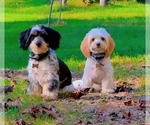 Image preview for Ad Listing. Nickname: Litter of 7
