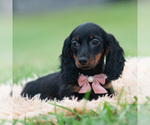 Puppy Felicia AKC Dachshund