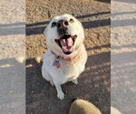 Small #2 Siberian Husky Mix