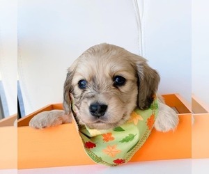 Dachshund Puppy for sale in HENRICO, VA, USA