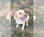 Small #1 Labradoodle