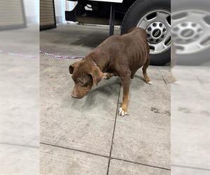 Mutt Dogs for adoption in Houston, TX, USA