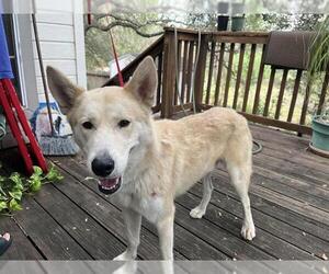 Canaan Dog-Unknown Mix Dogs for adoption in San Antonio, TX, USA