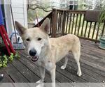 Small Canaan Dog Mix