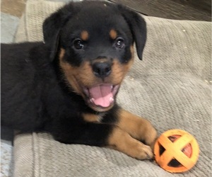 Rottweiler Puppy for Sale in BRIGHTON, Colorado USA