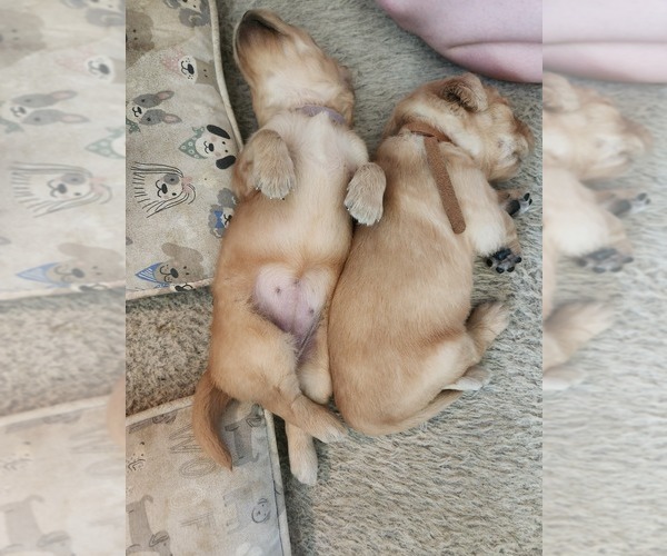 Medium Photo #10 Golden Retriever Puppy For Sale in RINDGE, NH, USA