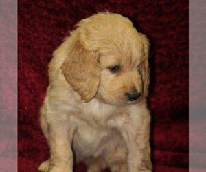 Goldendoodle Puppy for sale in STANLEY, WI, USA