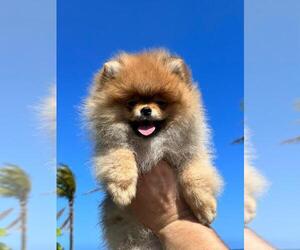 Pomeranian Puppy for sale in HALLANDALE BEACH, FL, USA