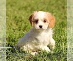 Small #3 Cavapoo