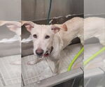 Small #2 white german shepherd Mix