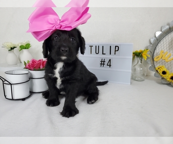 Medium Photo #1 Labradoodle Puppy For Sale in COLLEGE STA, TX, USA