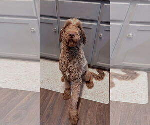 Goldendoodle Dogs for adoption in Mobile, AL, USA