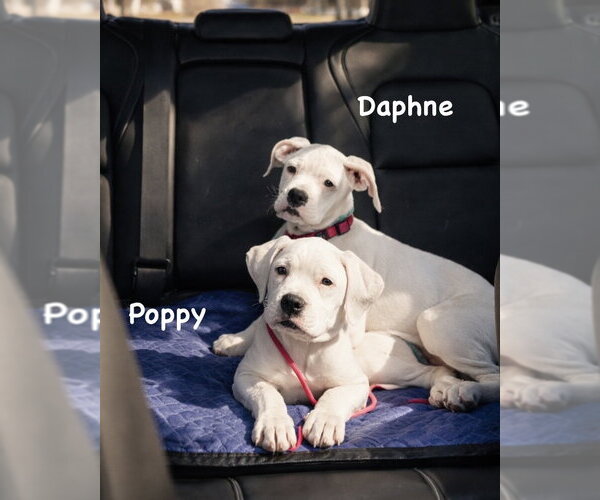 Medium Photo #5 Boxer-Unknown Mix Puppy For Sale in Dumont, NJ, USA