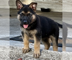 German Shepherd Dog Puppy for sale in HAINES CITY, FL, USA