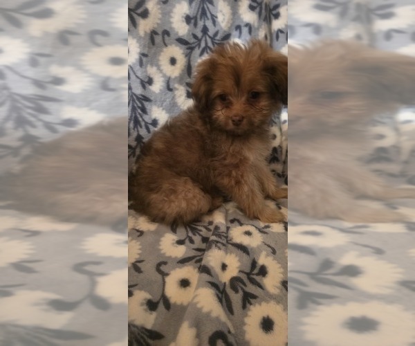 Medium Photo #6 Maltese-Maltipom Mix Puppy For Sale in HUDSON, MA, USA