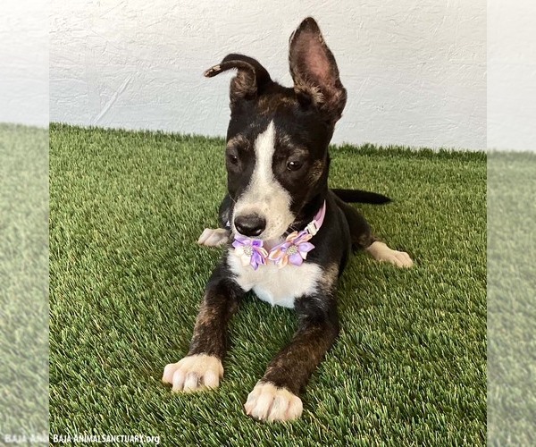 Medium Photo #4 Rat Terrier-Unknown Mix Puppy For Sale in San Diego, CA, USA