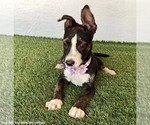 Small #3 Rat Terrier Mix