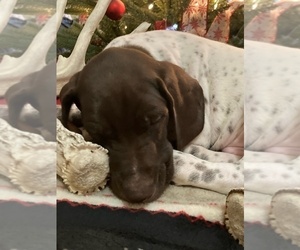German Shorthaired Pointer Puppy for sale in FARMINGTON, IL, USA