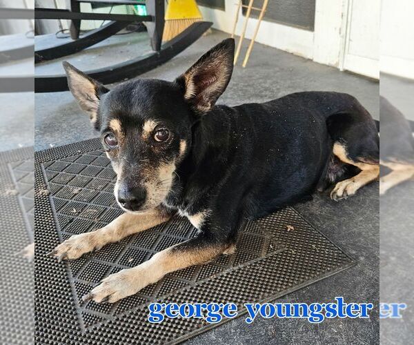 Medium Photo #2 Chiweenie Puppy For Sale in San Antonio, TX, USA