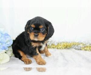 Cavalier King Charles Spaniel Puppy for sale in FREDERICKSBG, OH, USA